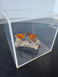 Peruvian Orange Mapwing Butterflies Specimen Art Cube