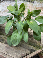 (A)Aged Terracotta Planter w/Mature Hosta Plant