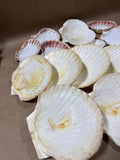 Seashell Lot - 16 Pieces