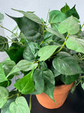 Artificial Greenery in Terra Cotta Pot