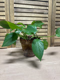 LIVE Pothos in Terra Cotta Pot (E)