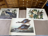 15 Audubon Prints ***Read Description***