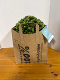 Pair Of Outdoor Topiary Orbs - Appears Unused