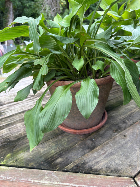 (B)Aged Terracotta Planter w/Mature Hosta Plant