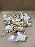 Seashell Lot