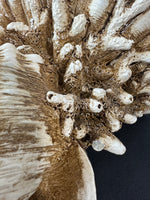 (A) Heavyweight Distressed Resin Seashell Wall Shelf