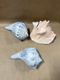 3 Piece Large Seashell Lot