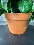 Artificial Greenery in Terra Cotta Pot