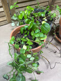 LIVE Swedish Ivy Plants (3)