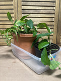 Lot of Two LIVE Pothos in Plastic Pots  (H)