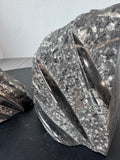 Pair of Polished Orthoceras Cephalopod Fossil Inlay Heavyweight Limestone Bookends