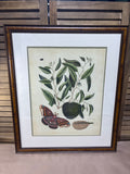 Mark Catesby Custard Apple Botanical Print