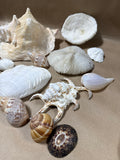 Lot Of Seashells (A)