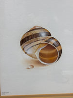 (C) Shell Print; Signed & Numbered Artist - Lee Caltagirone