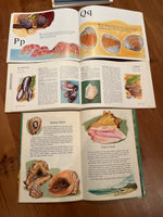 Homeschooling Book Lot E, Oceans & Shells, 5 books