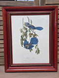 Florida Jay Audubon Print