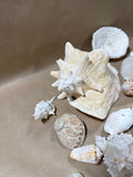 Lot Of Seashells (A)