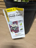 LIVE Dumb Cane Houseplant