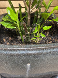 LIVE Aucuba Plant in Speckled Gray Pot with Saucer