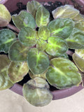 LIVE African Violet Plant