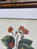 Geiger Tree Botanical Print with Moth by Mark Catesby