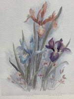 Watercolor Print of Iris - Signed & Numbered; Bertrand