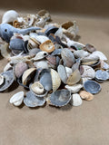 Seashell Lot (B)
