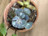 (B) LIVE Succulent Plant