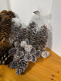 Acorn Lot - Assorted Sizes