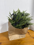 Balsam & Fir Greenery - 3 Pieces