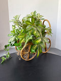 Mid Century Rattan Bike Plant Holder With Artificial Plant