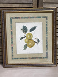 “The Yellow Elliot” Botanical Fruit Print