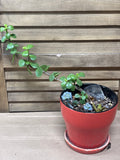 (A) LIVE Succulent Plant in Orange Pot