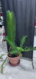 LIVE Sago Palm