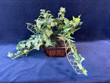 Artificial Greenery In Woven Planter