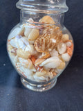 Jar Full Of Assorted Sea Shells