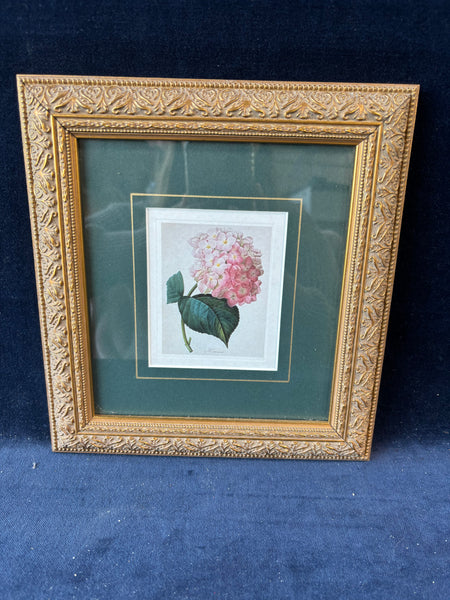 Floral Print By Pierre Joseph Redoute