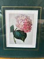 Floral Print By Pierre Joseph Redoute