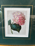 Floral Print By Pierre Joseph Redoute