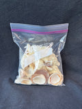 Assorted Seashell Lot