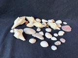 Assorted Seashell Lot