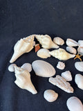 Assorted Seashell Lot