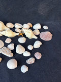 Assorted Seashell Lot