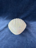 Shell Trinket Box