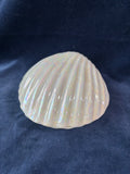 Shell Trinket Box