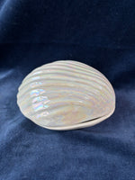 Shell Trinket Box