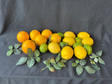 Lot Of Faux Decorative Fruit