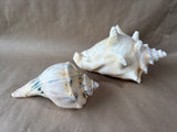Lot Of 2 Large Seashells