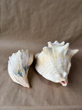 Lot Of 2 Large Seashells