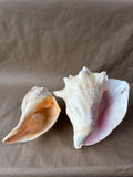 Lot Of 2 Large Seashells